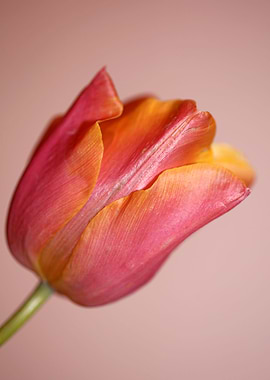 Tulip close up background