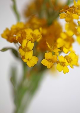 Aurinia flower background