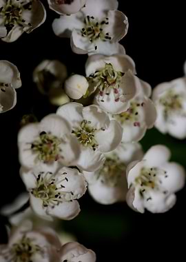 White flower blossom macro