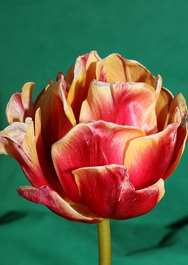 Tulipa flowering macro