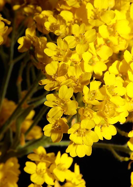 Yellow flowering Aurinia