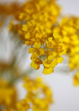 Aurinia flower background