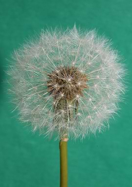 Taraxacum flowering macro