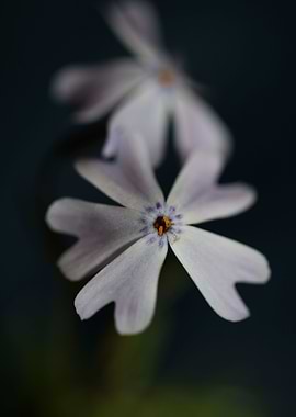 Phlox flower blossoming