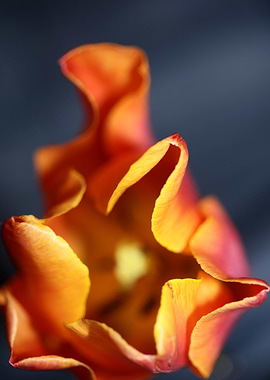 Tulipa close up background