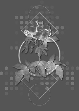 Gray Vintage Rose Flower