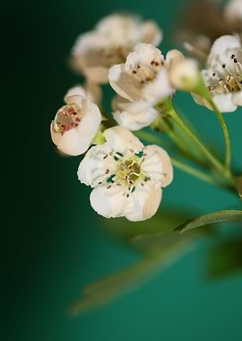 Crataegus monogyna macro