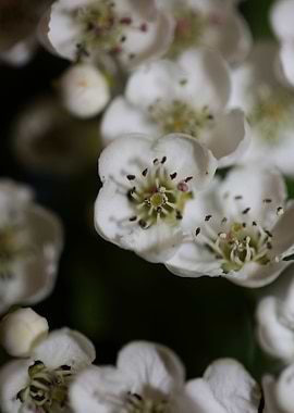 White flower blossoming