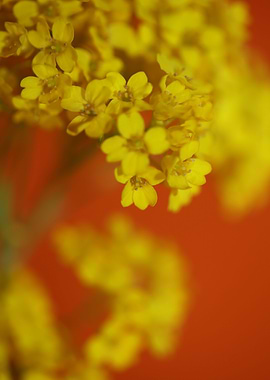 Aurinia saxatilis blossom