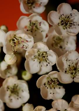 Crataegus monogyna blossom