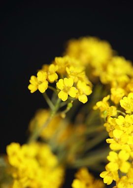 Yellow flowering Aurinia