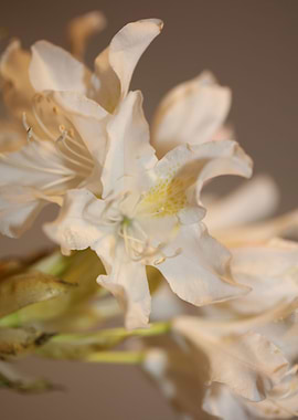 Rhododendron white flower