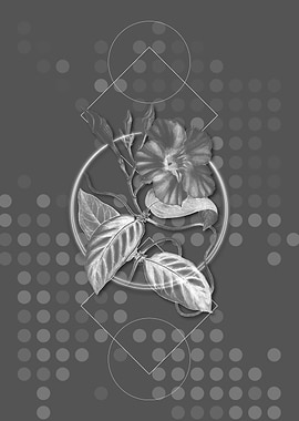 Knob Jointed Dipladenia