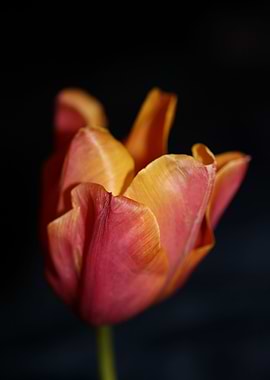 Tulip flowering close up