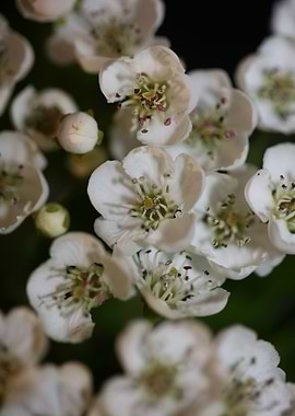 White flower blossoming