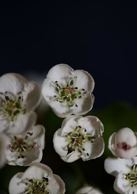 Crataegus monogyna macro