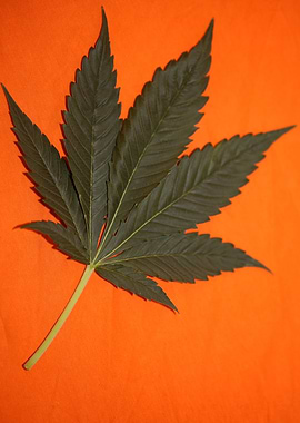 Marihuana leaf wall poster