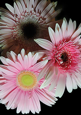 Pink Daisy Bouquet