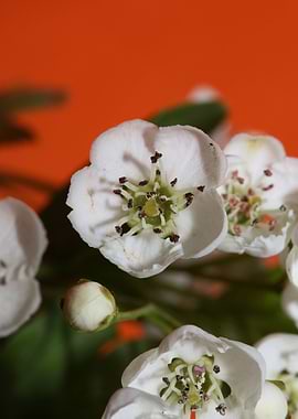 Crataegus monogyna blossom