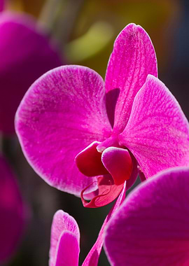 orchid in the garden