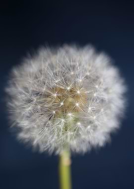 Taraxacum flowering macro