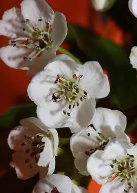 Crataegus flower blossom