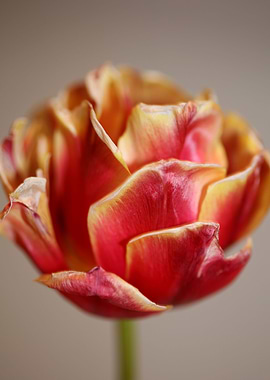 Tulipa flower close up