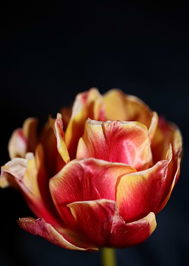 Tulip flowering liliaceae