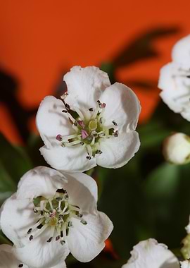 Crataegus flower blossom