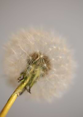 Taraxacum officinale macro