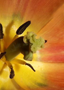 Tulipa blossom liliaceae