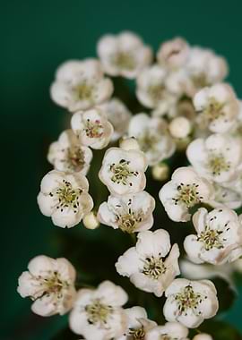 Crataegus monogyna macro
