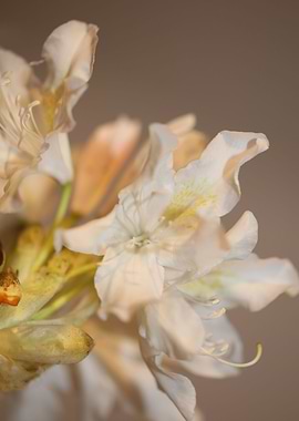 Rhododendron white floral