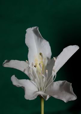 Rhododendron flower macro