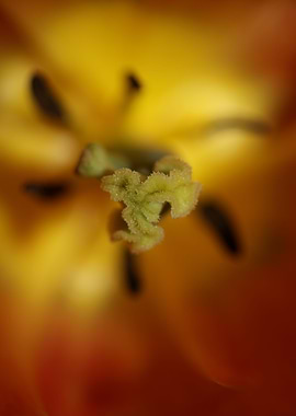 Tulipa flower close up