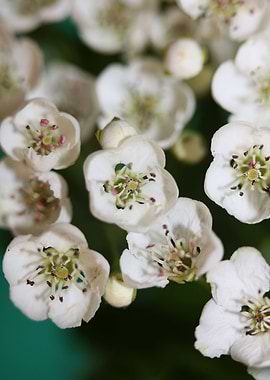 Crataegus flowering macro