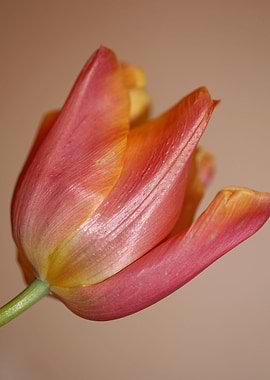 Tulip flower blossoming