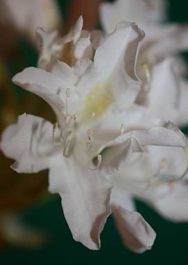 Rhododendron white flower