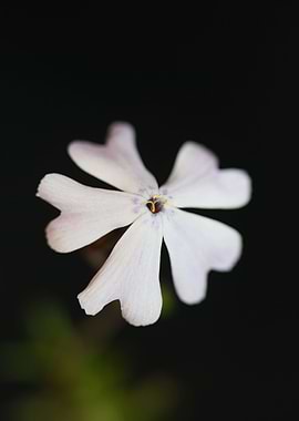 Phlox flower blossoming