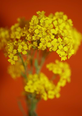 Aurinia saxatilis close up