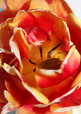 Tulipa close up background