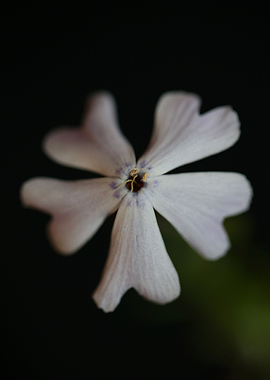 Phlox sabulata flowering