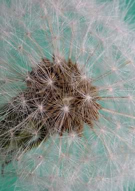 Blow ball flower blossom