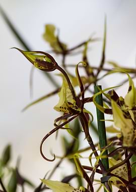 orchid in the garden