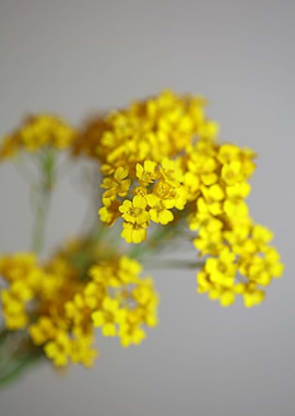 Aurinia flower background