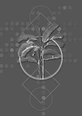 Gray Geometric Banana Tree