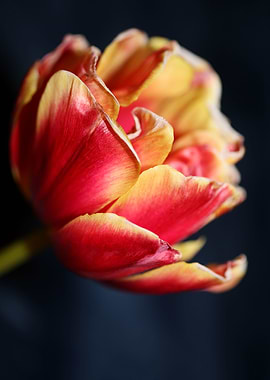 Tulip flowering close up