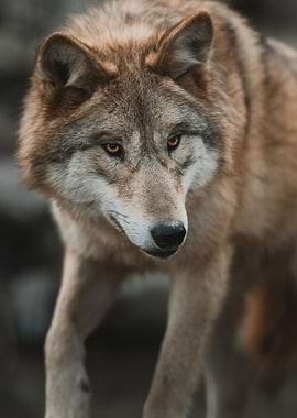 Wolf Close up Portrait