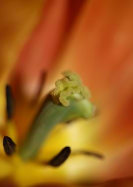 Tulipa blossom liliaceae