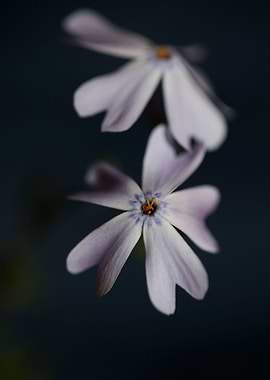 Phlox flower blossoming